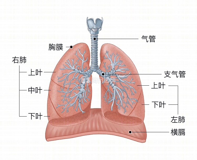 新冠肺炎疫情下你对体内的肺了解多少权威专家带你全面知道咱们的肺